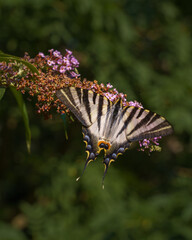 Closeup view of  beautiful yellow and black iphiclides podalirius aka scarce swallowtail feeding on buddleja davidii or butterfly bush purple flower in bright sunlight on green natural background