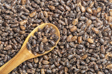 castor oil spoon seeds, top view image