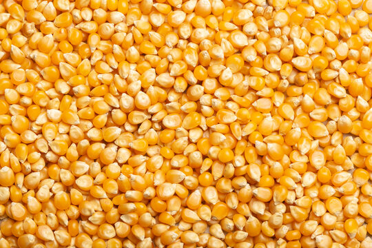 pile of corn kernels for popcorn, top view