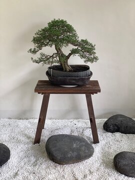 Bonsai Tree