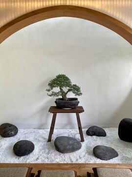 Bonsai Tree