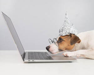 Jack Russell Terrier dog in a tinfoil hat and glasses works at a laptop. 