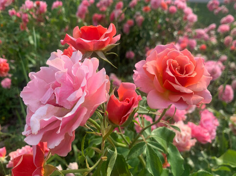 Pink Roses Closeup