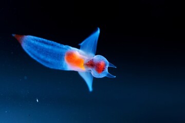 知床の妖精クリオネ