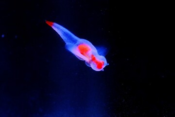 知床の妖精クリオネ