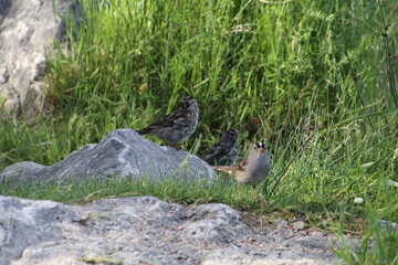 Birds On The Ground, Banff National Park, Alberta