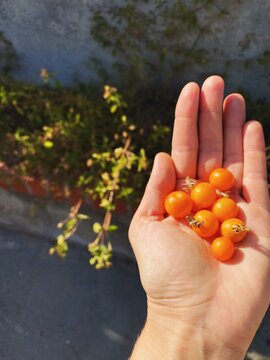 Woman holds orange tomatoes