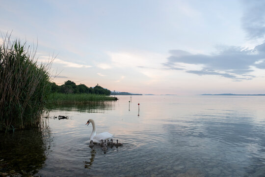 The whole family Swan.