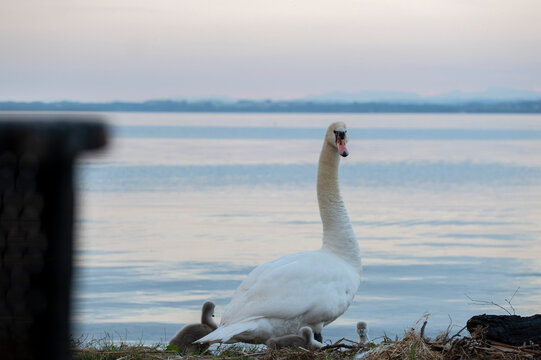 The whole family Swan.