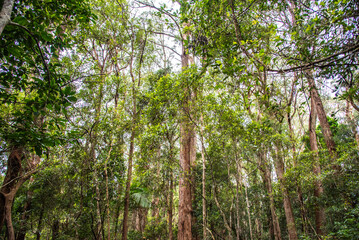 Rainforest views at Springbrook National Park. 