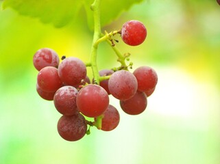 美味しいぶどう狩り