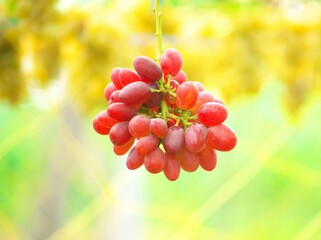 美味しいぶどう狩り