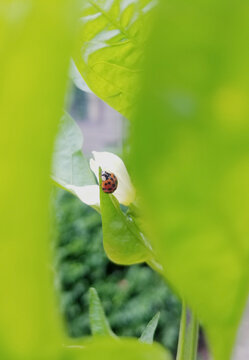 Mobile Image of a Lady Bug on a Leaf