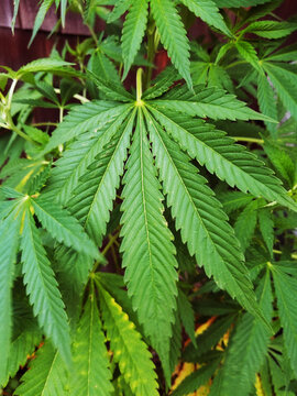 Mobile Image of Cannabis Leaves