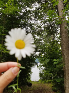 Mobile Image of Picking Daisies