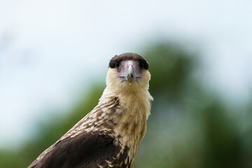 Juvenile Crested Caracara 
