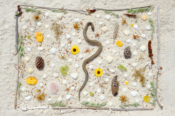 Nature Still life Arrangement on Florida Beach