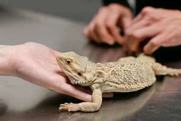 A Woman Pets a Bearded Dragon