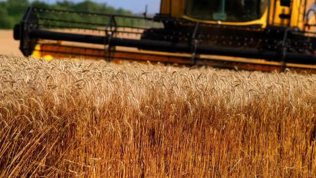 Combine harvester gathers the wheat crop. Wheat harvesting shears. Combines in the field. Steadicam shot. Food industry concept.
