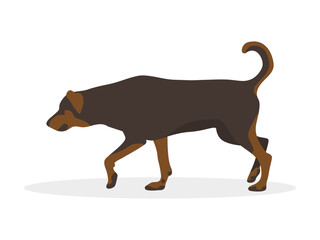 Big brown dog walking in front of a white background