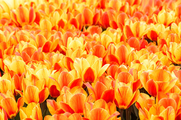 orange and yellow tulips