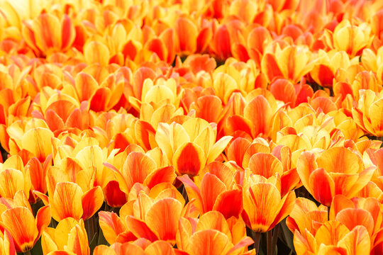 orange and yellow tulips