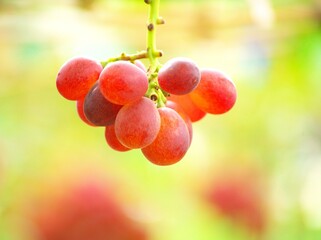 美味しいぶどう狩り