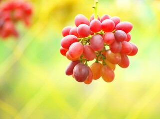 美味しいぶどう狩り