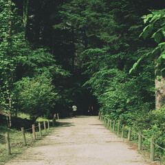 숲속으로 가는 길