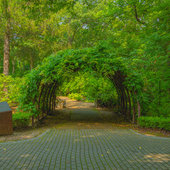 담쟁이 넝쿨 터널