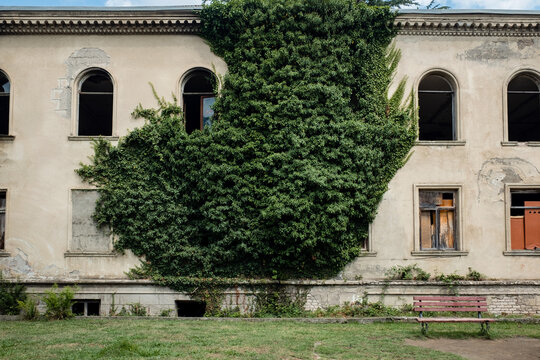 Abandoned building overgrown with green plant