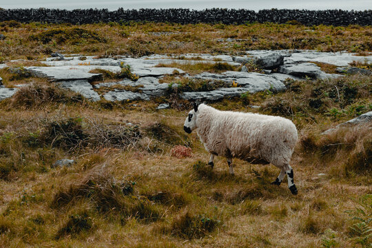 a sheep in ireland