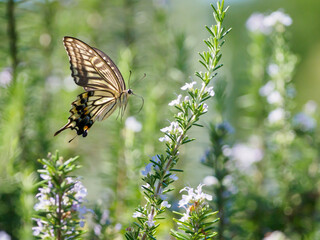 アゲハチョウの飛翔