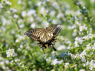 アゲハチョウの飛翔