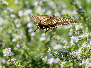 アゲハチョウの飛翔