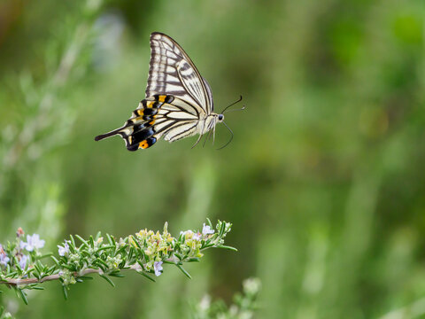 アゲハチョウの飛翔 © Masahiro