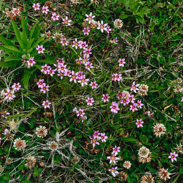 Close-up of pink flowers blooming in the field.