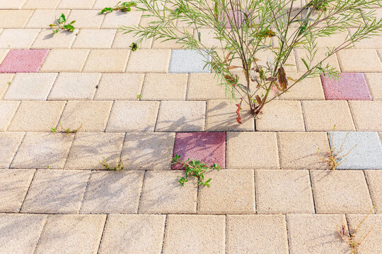 Sunlight shines on plants growing on sidewalk blocks.
