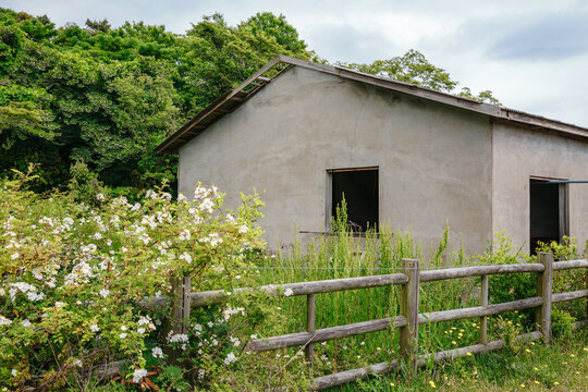 Flowers bloomed next to the shabby barn.