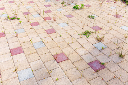 Plants growing between sidewalk blocks.