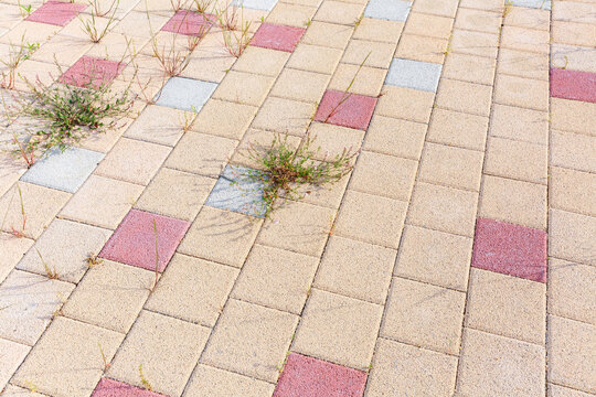 Plants that grew between blocks.