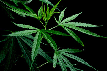 Cannabis leaf, Herbal medicine herb plant on a black background.