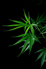 Cannabis leaf, Herbal medicine herb plant on a black background.  soft focus.shallow focus effect.