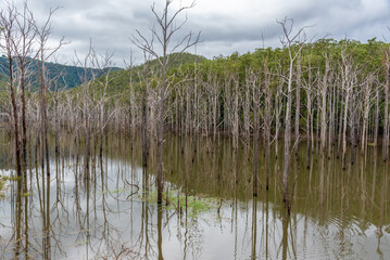 Landscape scenic isolated area with dead trees in a swamp. Cloudy afternoon. 