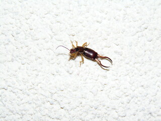 Forficula auricularia