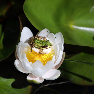 Lily and frog in a pond