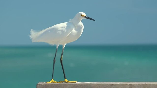 White heron wild sea bird, also known as great egret on seaside in summer