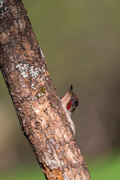 Male Iberian Green Woodpecker Behind A Tree 