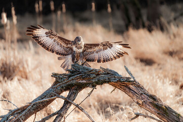 Common buzzard (Buteo buteo)