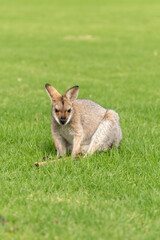 Cute wallaby seen in Queensland, Australia. 
